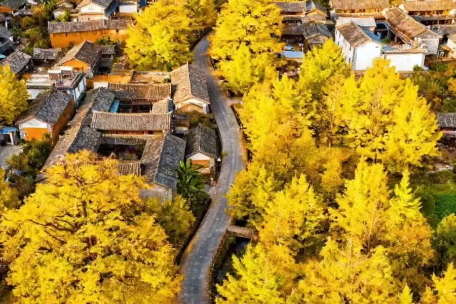Làng ngân hạnh Đằng Xung, Vân Nam
