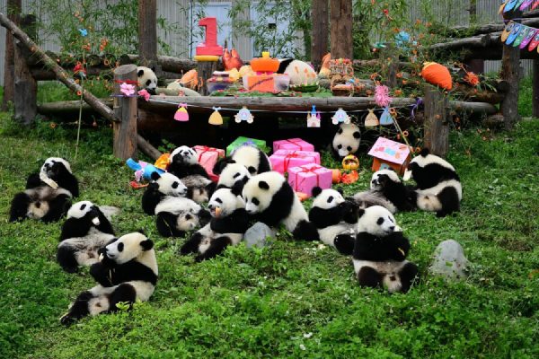 Số lượng Gấu Trúc khổng lồ ấn tượng Công viên Gấu trúc Thành Đô