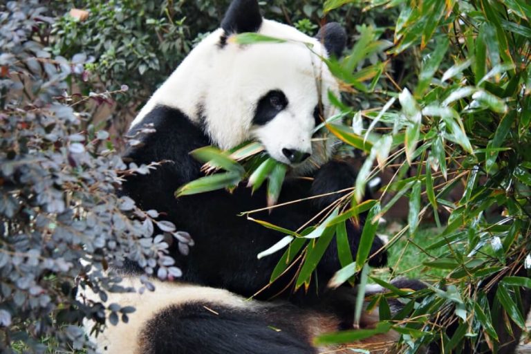 Công Viên Gấu Trúc Thành Đô - Nơi Bảo Tồn Quốc Bảo Trung Hoa – Tour ...