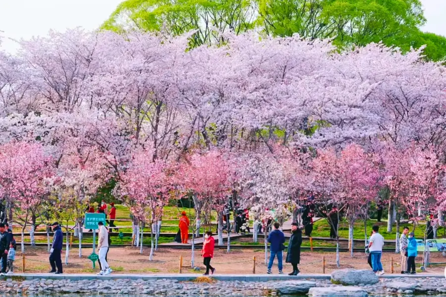Top 5 Địa Điểm Ngắm Hoa Anh Đào Bắc Kinh Và Thượng Hải Rực Rỡ Nhất