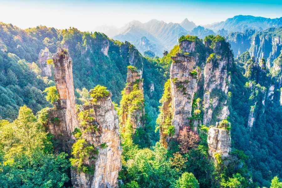 Trương Gia Giới
