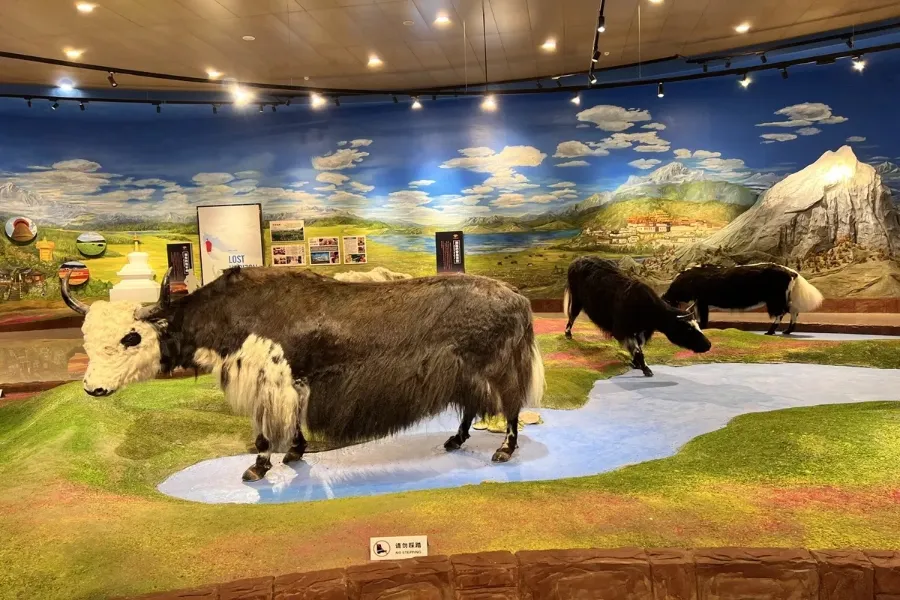 Bảo tàng bò yak