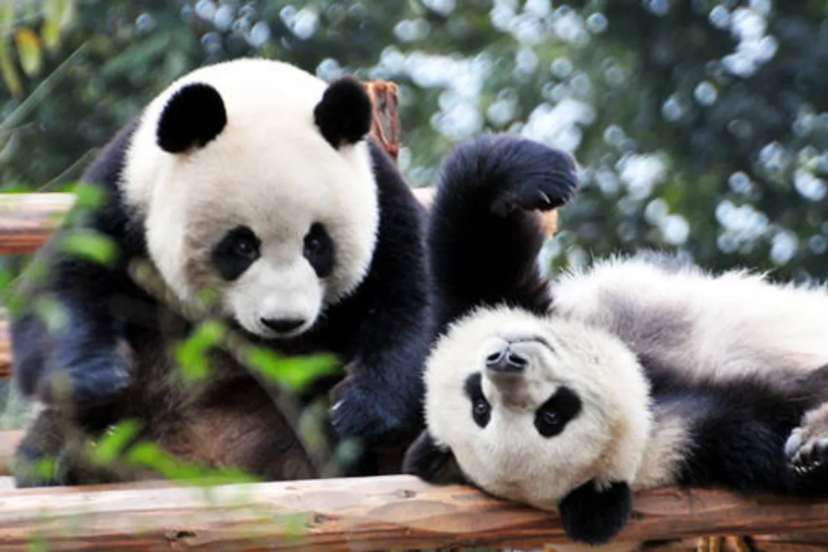 Công viên gấu trúc Đô Giang Yển