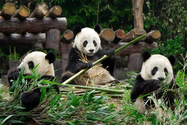 Công viên gấu trúc Đô Giang Yển