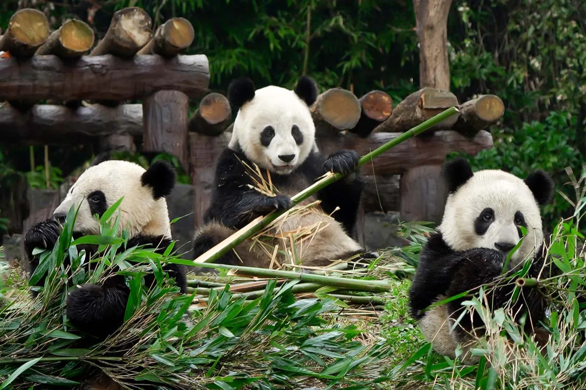 co-so-gau-truc-do-giang-yen-2 (2) Công viên gấu trúc Đô Giang Yển