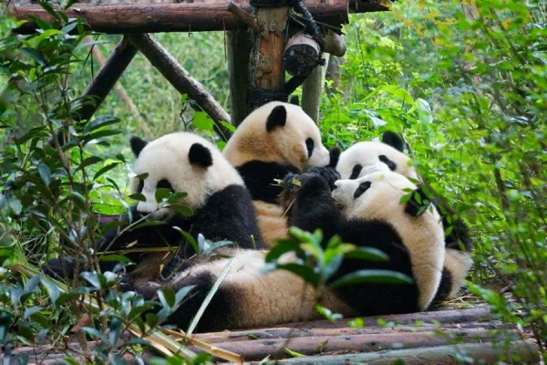 Công viên gấu trúc trùng khánh