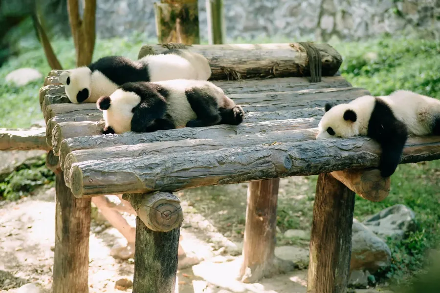 Công viên gấu trúc trùng khánh