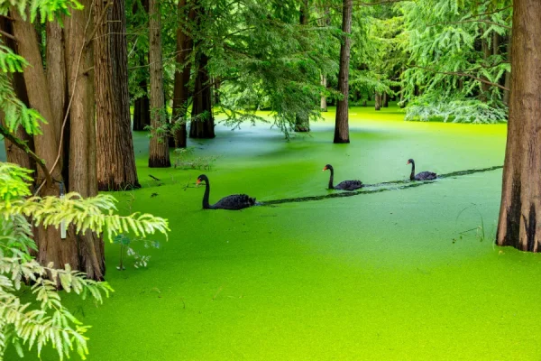 Đầm lầy Thanh Sơn