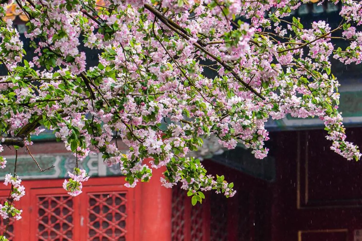 Du lịch Bắc Kinh dịp Tết có gì hấp dẫn