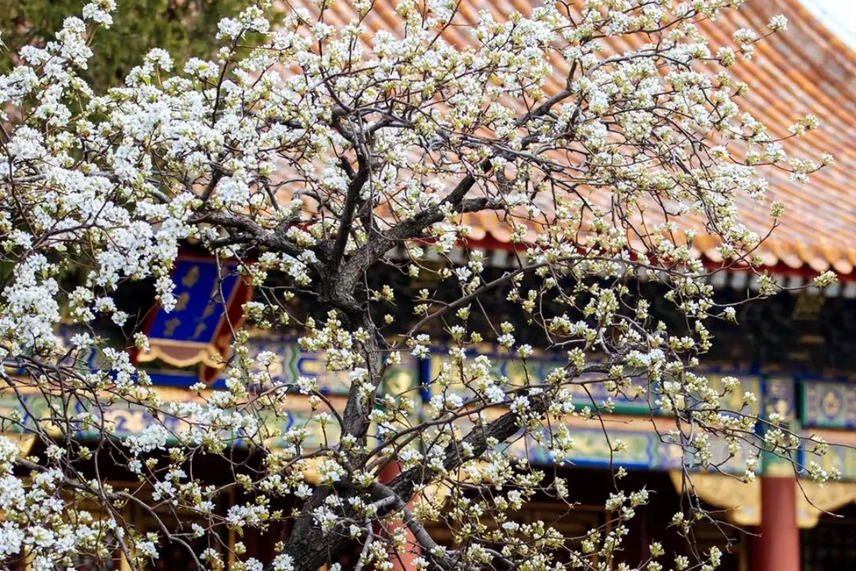 Tử Cấm Thành mùa xuân