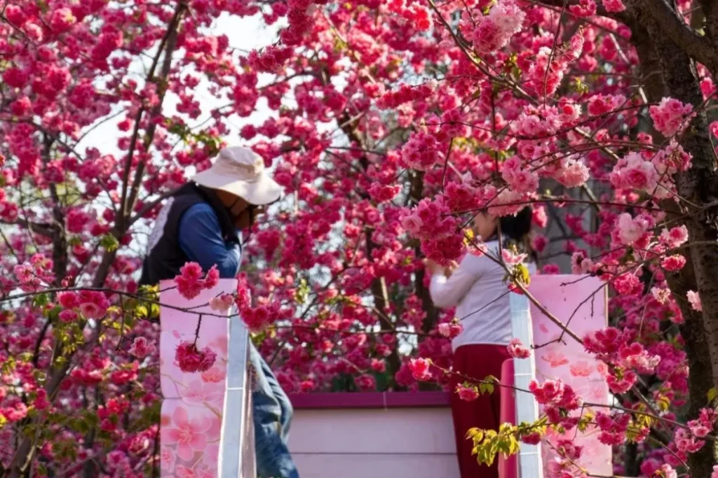 Du lịch Vân Nam vào mùa xuân