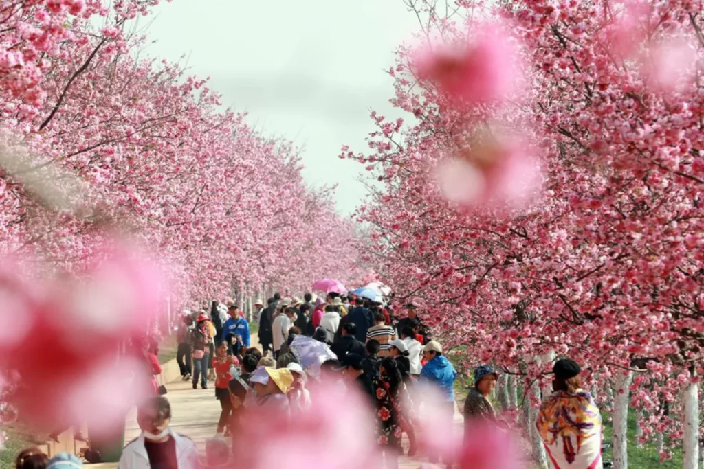 du lịch trung quốc mùa hoa anh đào